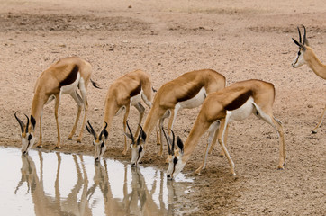 Springbok, Antidorcas marsupialis, Afrique du Sud