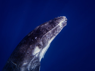Underwater shot of whale is swimming in the blue ocean or sea.