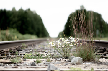 grass and flowers between railroad tracks