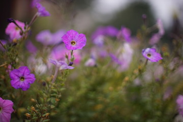 violet petunia flowers grow in the garden