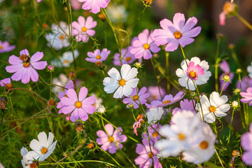 Kosmeya. Flowers with white and pink petals, on a green background.