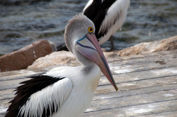 Kangaroo Island Australia, pelican standing on wooden pier