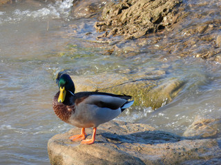 Patos en el río LLobregat, muy cerca de la desembocadura con el mar mediterráneo