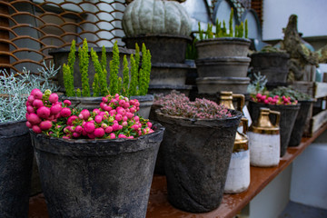 Fototapeta na wymiar Old clay pots with flowers in the flower shop. They grow green plants, pink berries of snowberry. There are white jugs with a gold neck. It's raining, long drops are visible in the photo
