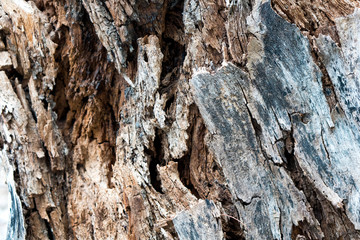 Old wood texture decay