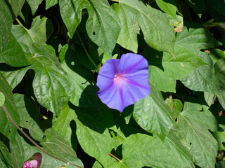 Flor de color lila, foto realizada en el Baix Llobregat, Barcelona, Cataluña, España