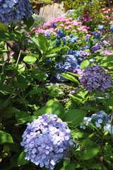 青い紫陽花の花