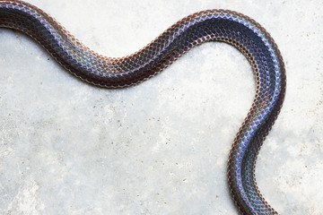 Snake body on cement floor, top view, copy space
