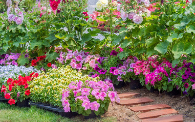 Fototapeta na wymiar Brick walkway with beautiful flowers on side in flower garden