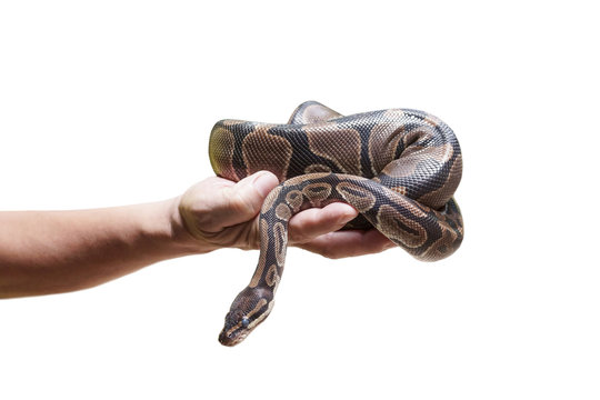 Hand holding a python isolated on white background