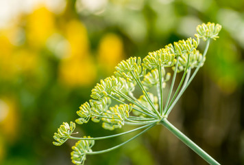 Close up of blooming dill flowers in kitchen garden