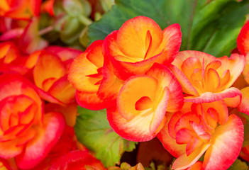 Macro view of orange begonia flower blossom in spring garden