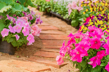 Magenta and pink color petunia flowers in pots blossom on side brick walkway