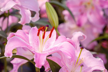 Pink color lily flower close up view blossom in the park