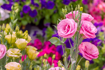 Close up of pink flowering lisianthus or eustoma plants blossom in flower garden