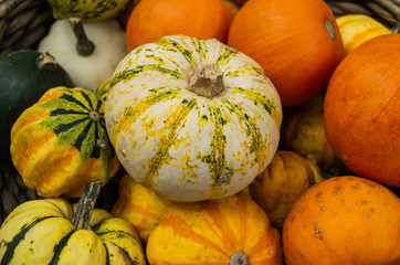 Close - up of various small pumpkins yellow, white, orange and green in a huge basket at the farmers market. Harvest festival