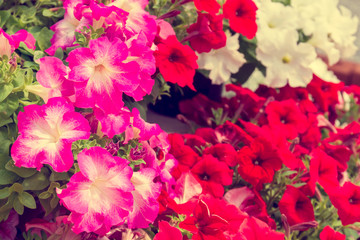 Obraz na płótnie Canvas Pink petunia flowers in pots blossom in flower garden