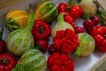 CLose up of  unusual little vegetables: pumpkins, and Lagenaria varieties bicolored pear, and small peppers and tomatoes ribbed red colors in the basket