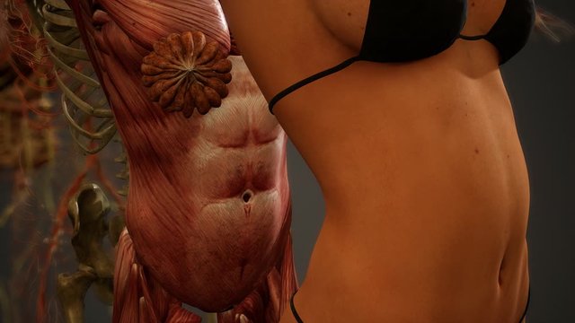 Animated 3D human anatomy illustration
