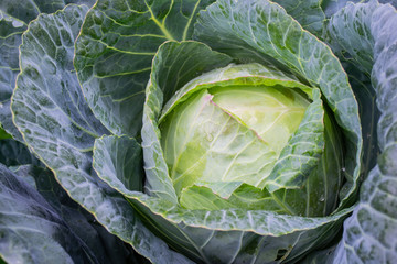 Fototapeta premium A huge fresh head of cabbage in the garden, with water droplets. Natural background