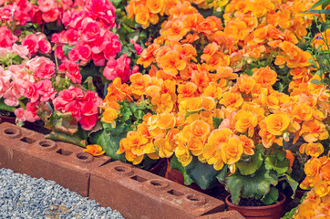 Close up  of yellow begonia flowers in spring garden