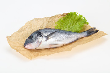 Raw Dorada fish  for cooking