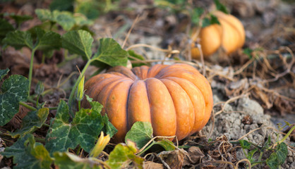 Pumpkins in the field near the town of M&eacute;nerbes, France