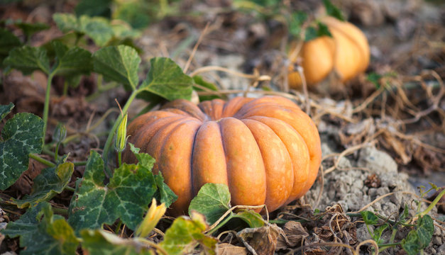 Pumpkins in the field near the town of Ménerbes, France