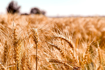 Golden ripe ears of corn in the field and blue sky. Sunlight in the frame. Place for text.