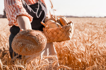 A woman holds fresh rustic bread and a basket in her hands, is in a wheat field. Golden ears of corn before harvest and a lady from the farm. Sunlight in the frame. Free space for text.