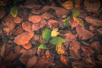 Papuk, Croatia, 31.10.2018. - Brown, yellow and green leaves on the ground in autumn