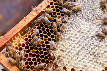 Close up view of working bees on honeycomb with sweet honey..