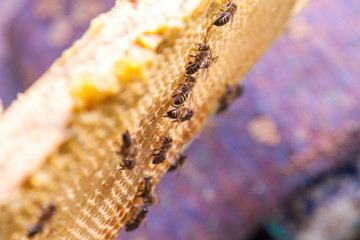 Close up view of working bees on honeycomb..