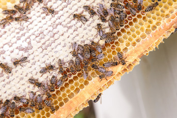 Close up view of working bees on honeycomb with sweet honey..