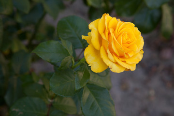 Beautiful rose bush growing in the garden.