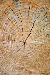 Fototapeta premium A cut of a tree trunk. Coniferous plant pine. The structure and texture of wood in cross section. 