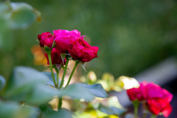 Beautiful rose bush growing in the garden.