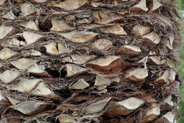 Natural texture. The trunk of a palm tree. Fibers and tree bark. View of the surface. Structure.