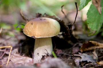 Boletus mushroom in the wild. Porcini mushroom grows on the forest floor at autumn season..