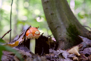 Amanita muscaria, commonly known as the fly agaric or fly amanita.