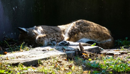 Ryś © dulak