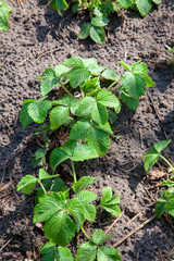 Young leaves of strawberry bush in the garden at spring time..