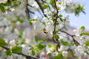 Honeybee on white flower of apple tree collecting pollen and nectar to make sweet honey with medicinal benefits..