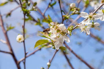 Honeybee on white flower of cherry tree collecting pollen and nectar to make sweet honey with medicinal benefits..