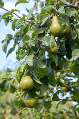 Shiny delicious pears hanging from a tree branch in the orchard..