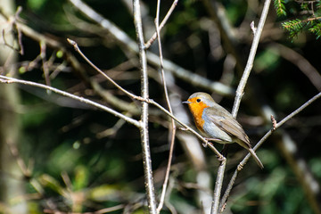 robin on branch