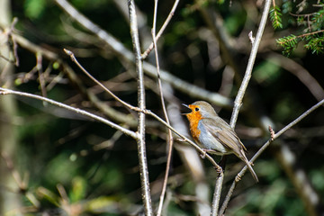 robin on branch