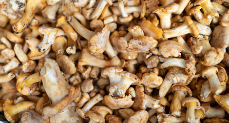 Freshly harvested organic mushrooms background. Edible mushrooms