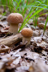 Mushroom family of boletus mushroom in the wild. Porcini mushroom grows on the forest floor at autumn season..