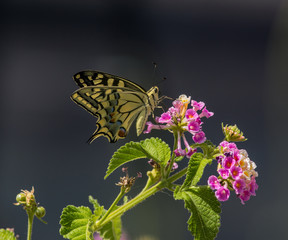Old World swallowtail  (Papilio machaon)